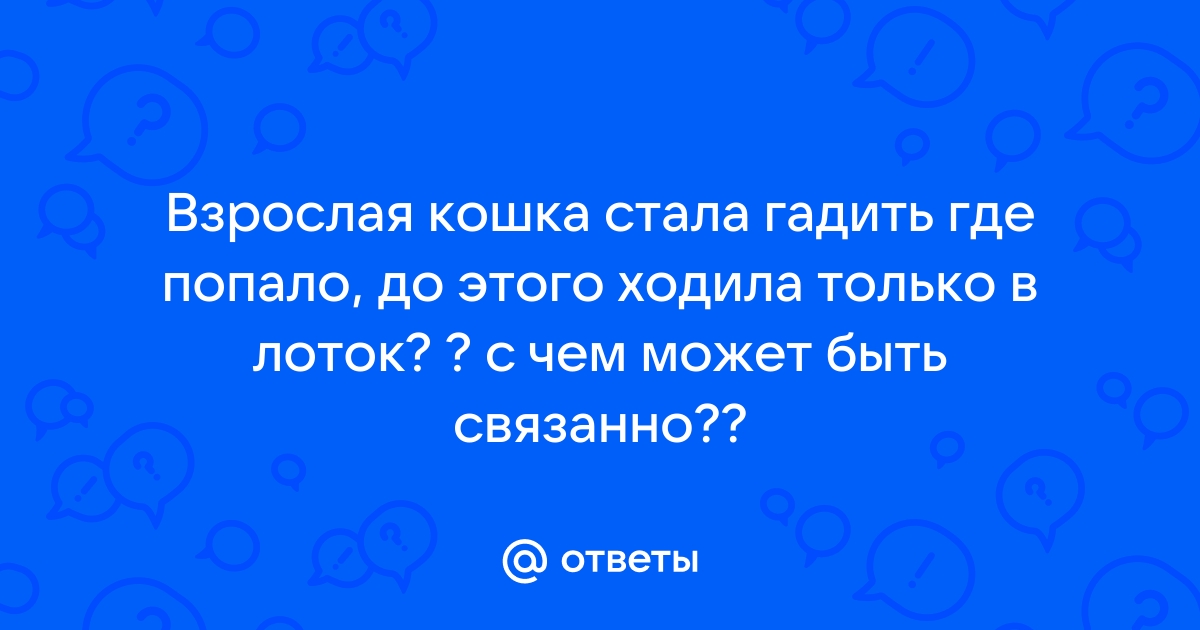 Почему ваша кошка стала писать где попало? | Hill's