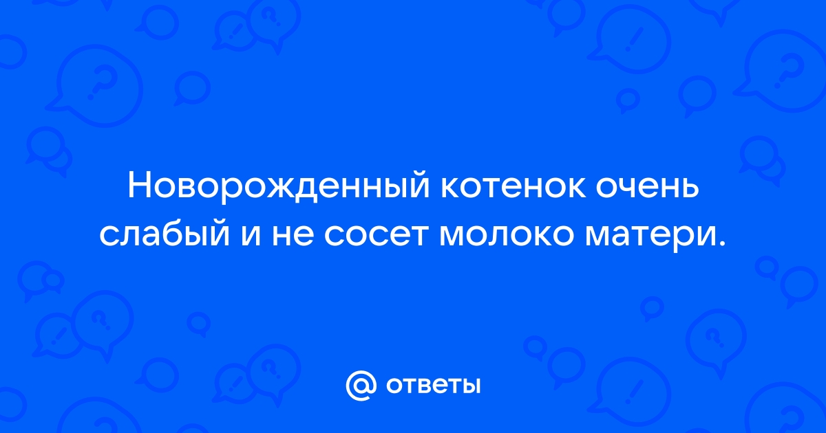 Как выкормить новорожденного котенка без кошки?