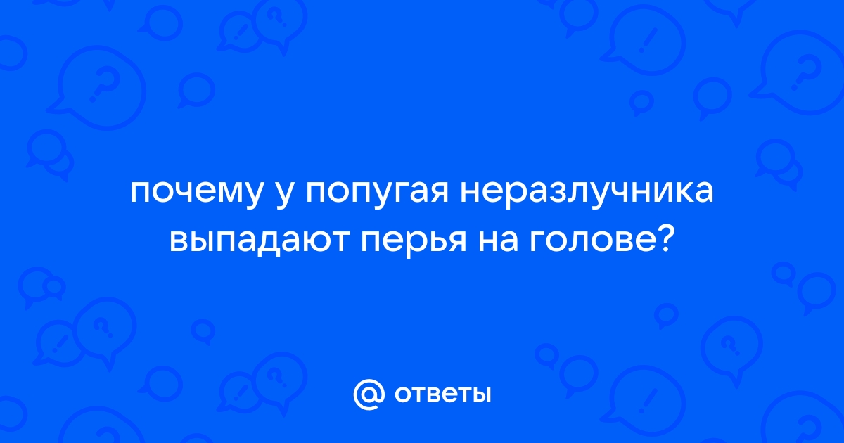 Болезни перьев у попугаев. Причины потери перьев