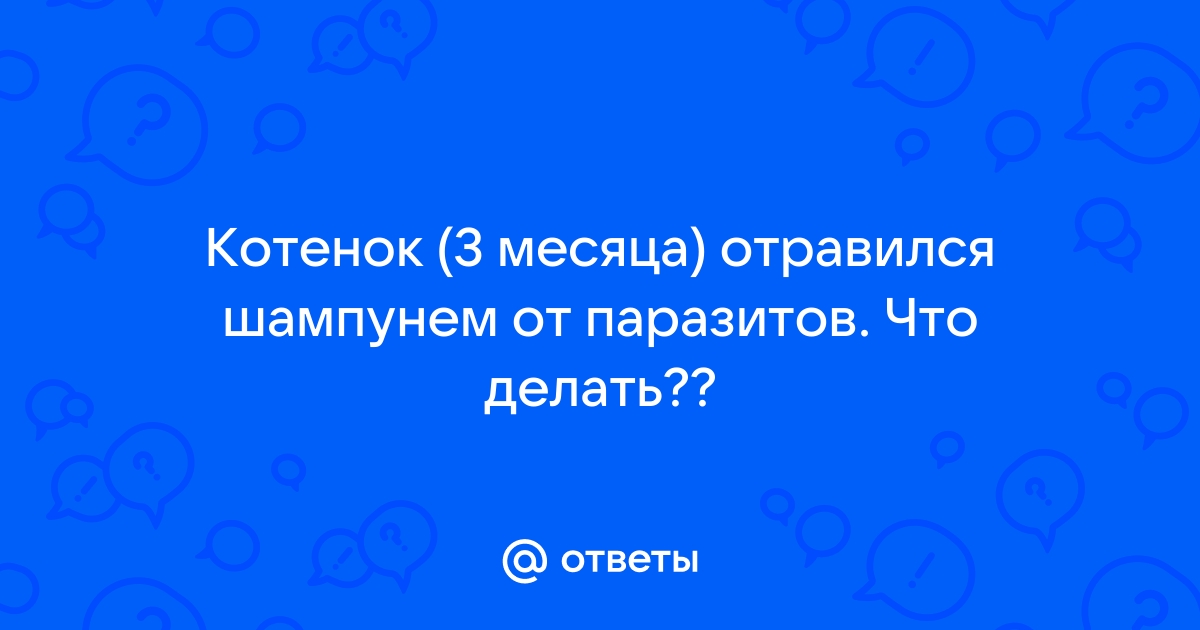 Отравление у кошки