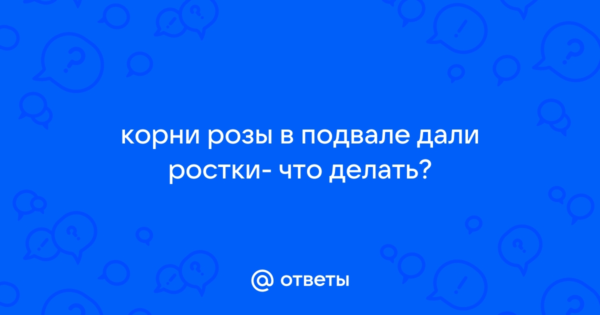 Роза в подвале дала ростки что делать