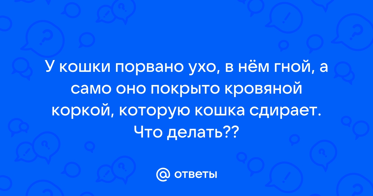 Что делать, если собака порвала ухо - Сеть Ветеринарных Центров 