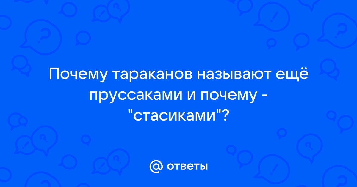 Ученые вычислили родину домашних тараканов — это должно войти в учебники биологии