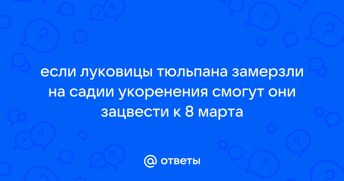 Какие заморозки выдерживают тюльпаны весной и нужно ли их укрывать?