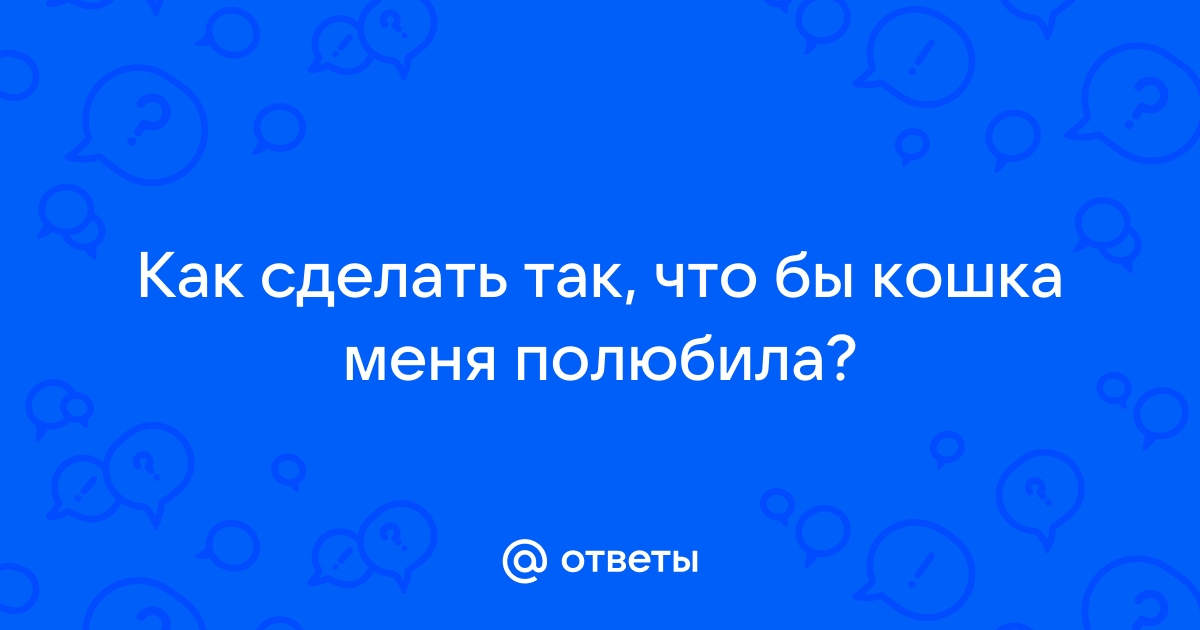 «Как сделать так, чтобы кошка тебя полюбила?» — Яндекс Кью