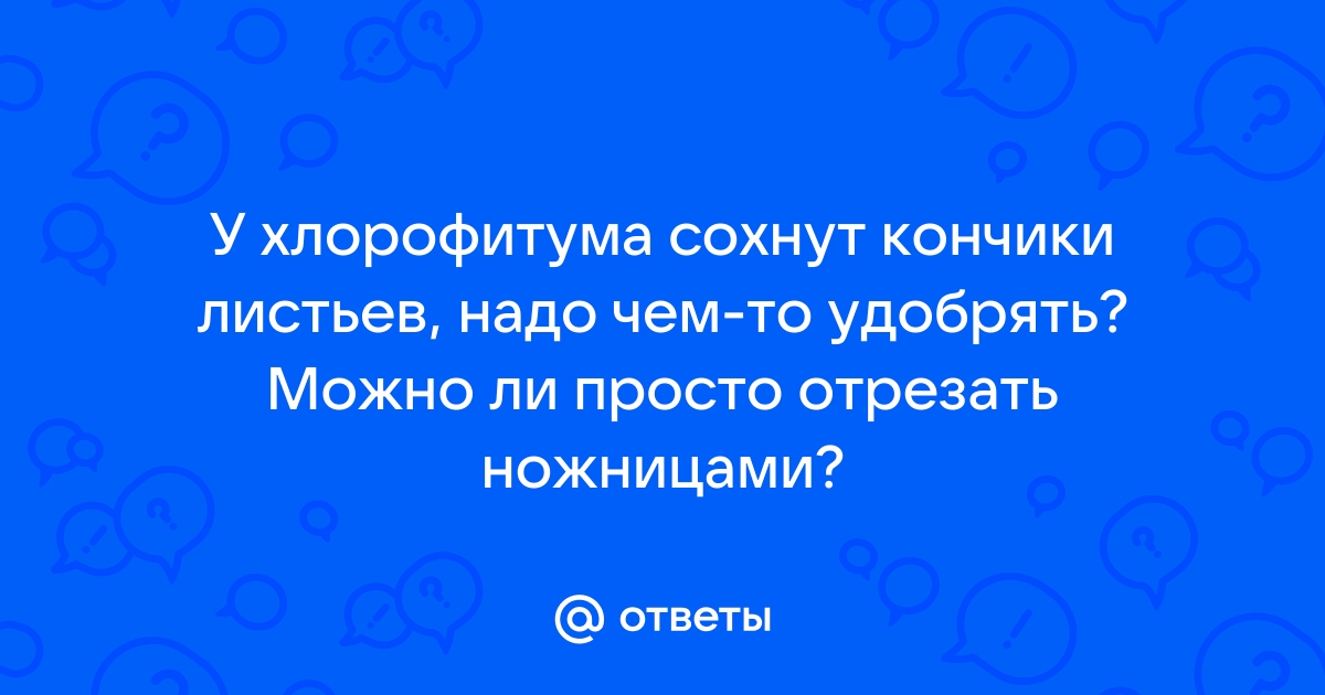 Коричневые кончики листьев у хлорофитума