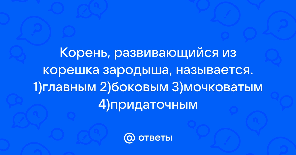 Корешок зародыша продолжает развиваться превращаясь в главный