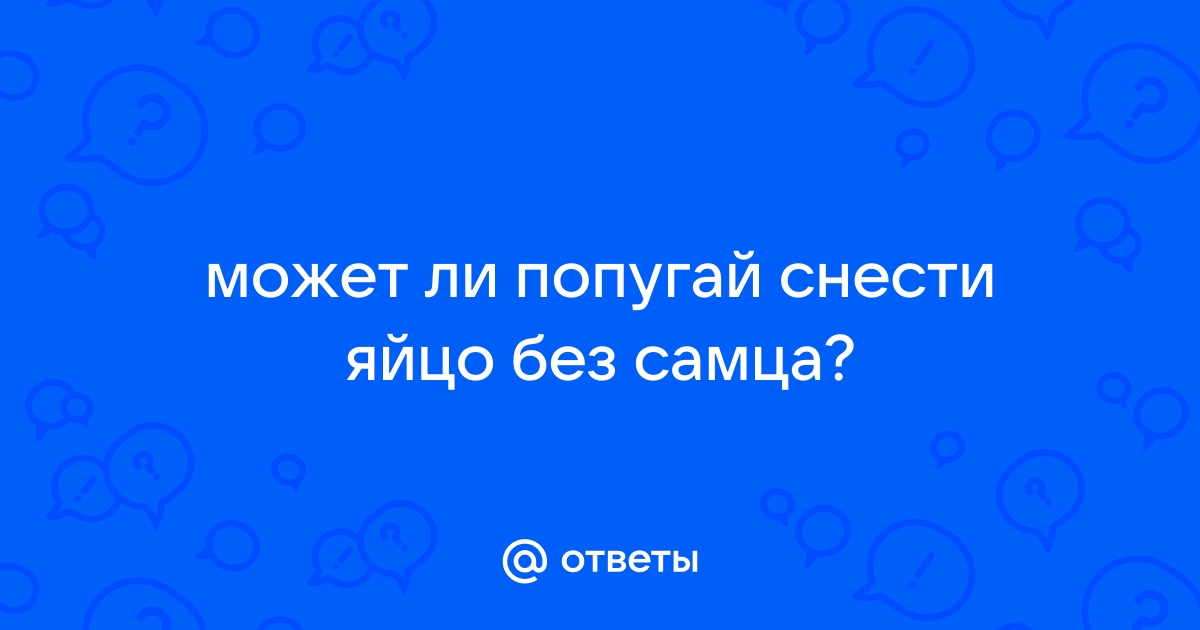 Самка попугая снесла яйцо без самца - что делать