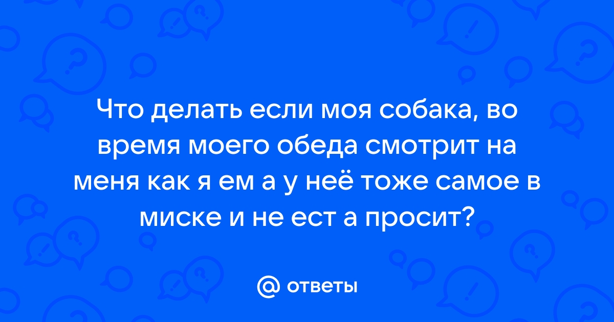 Собака плохо ест или отказывается от еды?