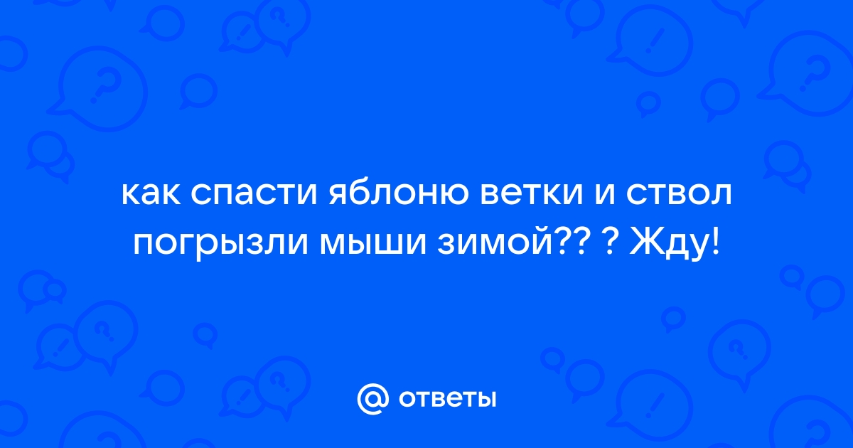 Как спасти молодое дерево, кору которого зимой погрызли зайцы?