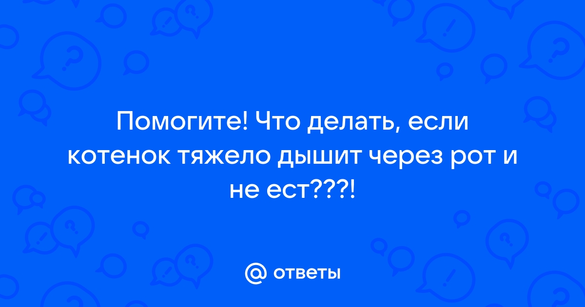 Кот тяжело дышит или симптомы гидроторакса у кошек - статьи о ветеринарии «Свой Доктор»