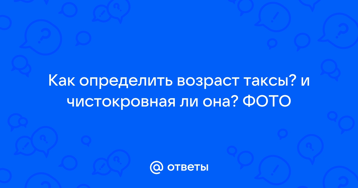 Ответы Mail.ru: Как определить возраст таксы? и чистокровная ли она? ФОТО