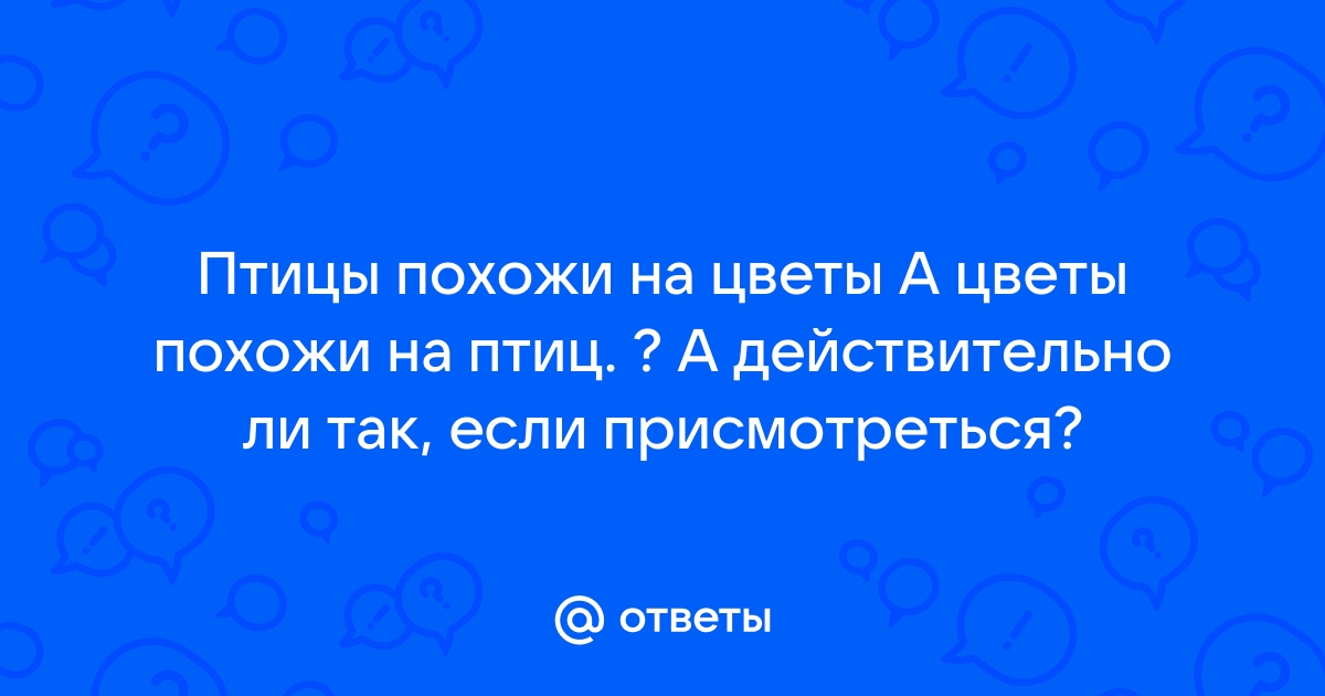 Стрелитция - растение с цветками, похожими на Жар-птицу