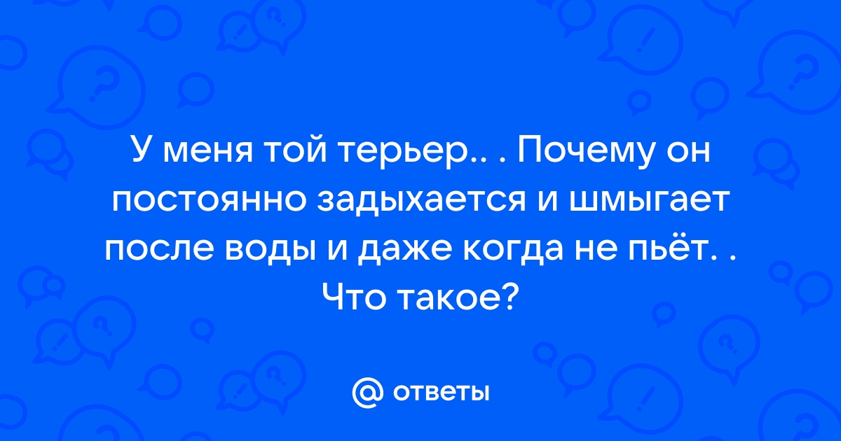 Собака хрюкает носом как будто задыхается. Почему собаки хрюкают как будто задыхается. Почему собака хрипит как будто хрюкает. Почему собака издает звук носом будто задыхается.