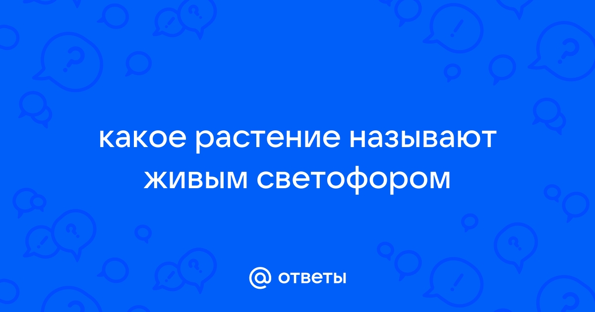 Какое растение называют живым светофором?