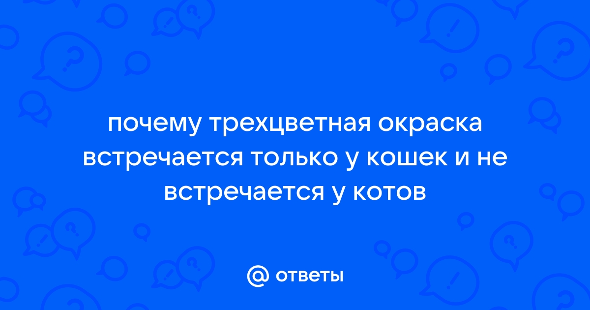 Генетика черепахового и трехцветного окрасов у кошек