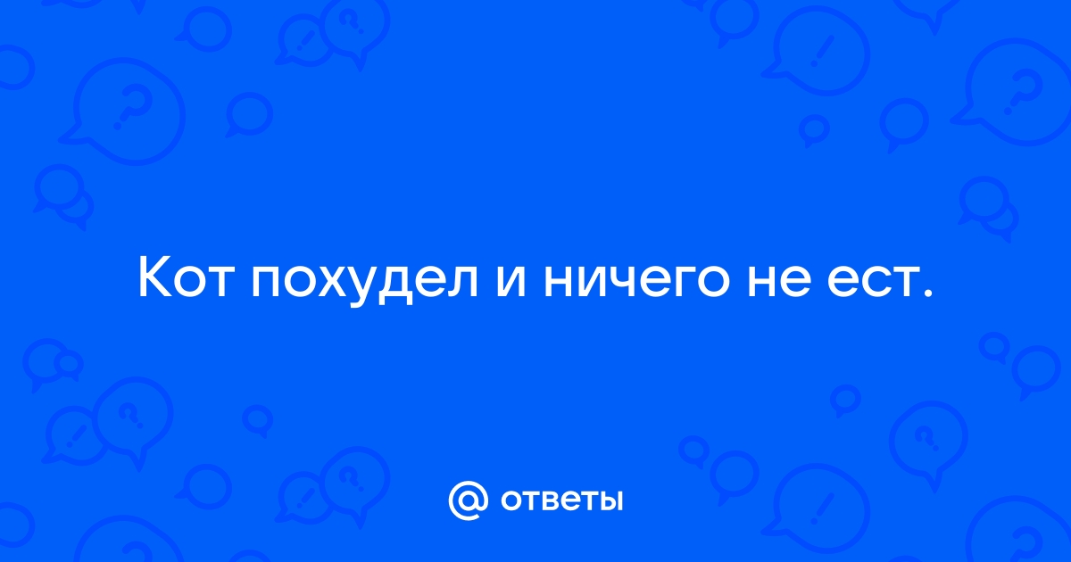 Кот сильно похудел - причины, что делать