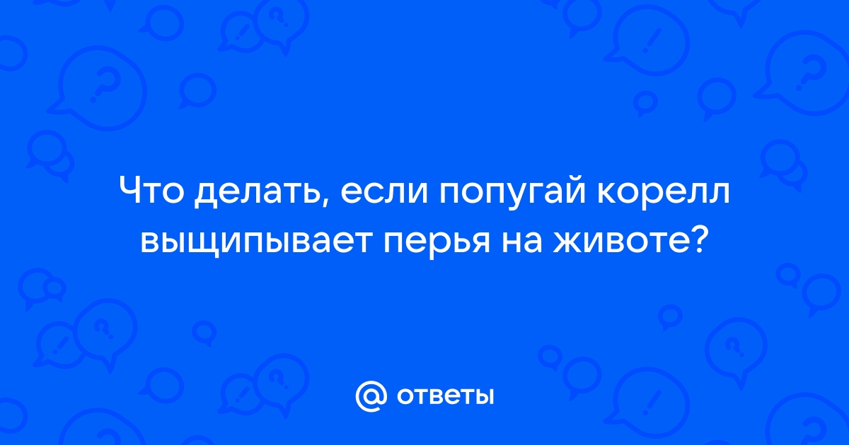 Попугай корелла выщипывает перья: причины, решение проблемы