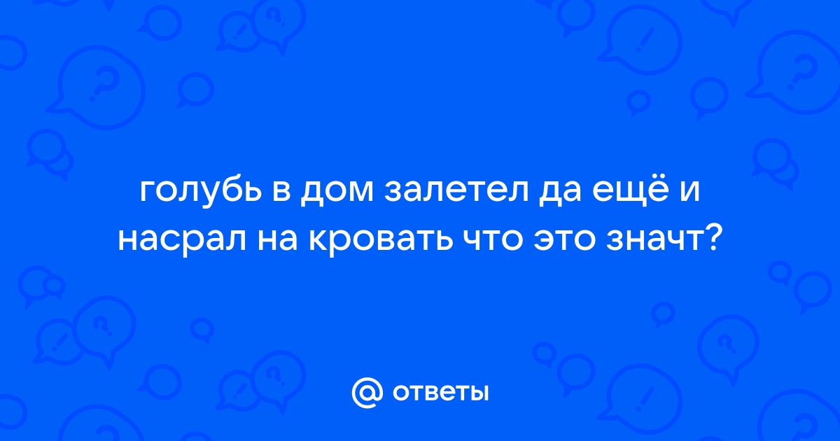 Голубь залетел в окно и сел на кровать