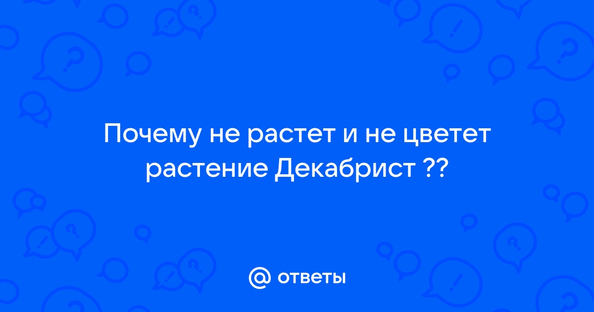 Почему не цветёт декабрист? Что делать, чтобы добиться его цветения?