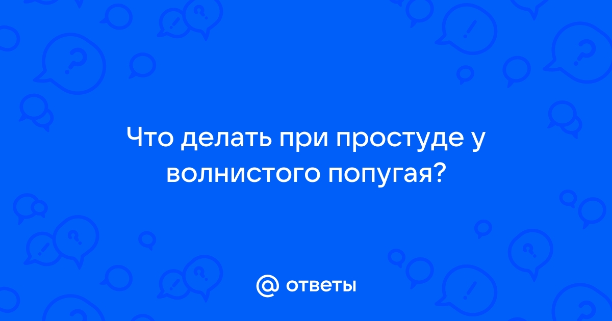 Попугай простудился или надышался краской