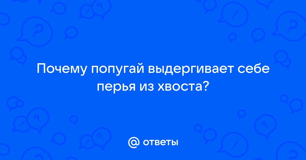 Почему у моего попугая выпадают перья?