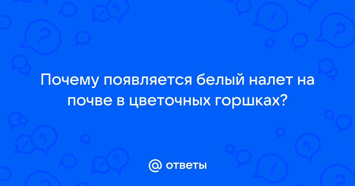 Почему земля в горшке покрывается белым налетом