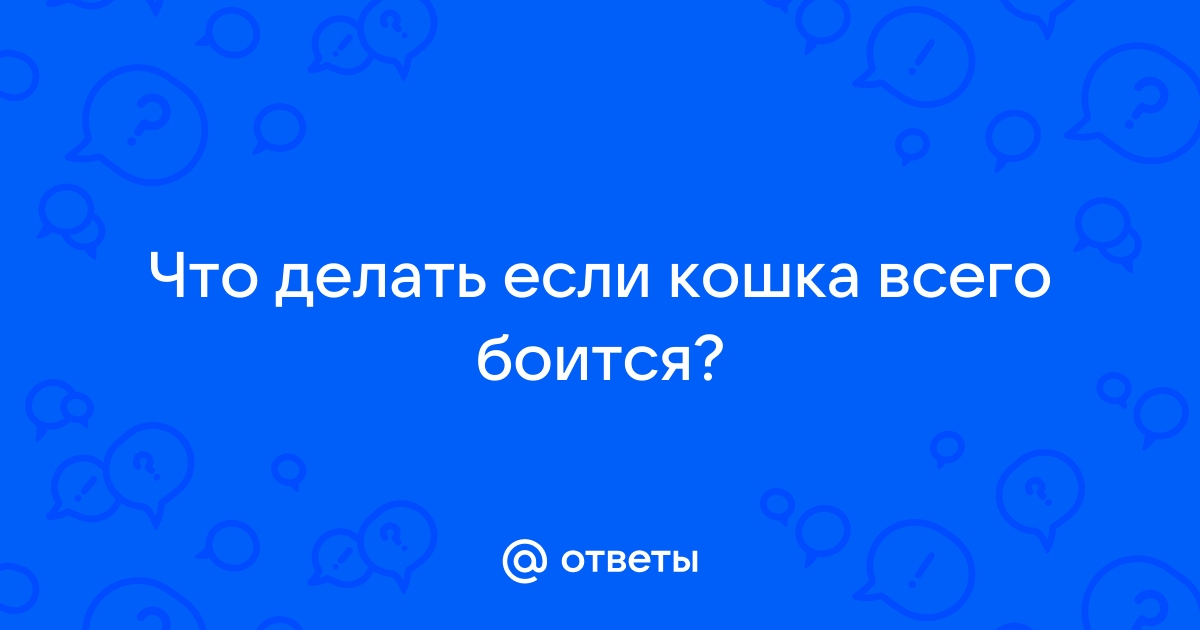 Беспокойство у кошки: причины и признаки