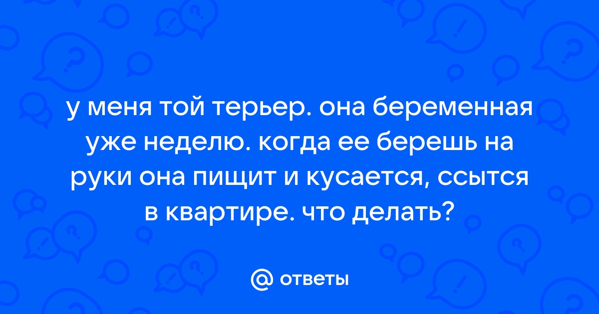 Ответы Mail: Новорождённый щенок очень пищит (той-терьера), что же делать? Скорее!