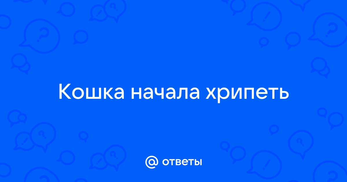 Кот кашляет и хрипит: что делать? Советы ветврача | VetPet