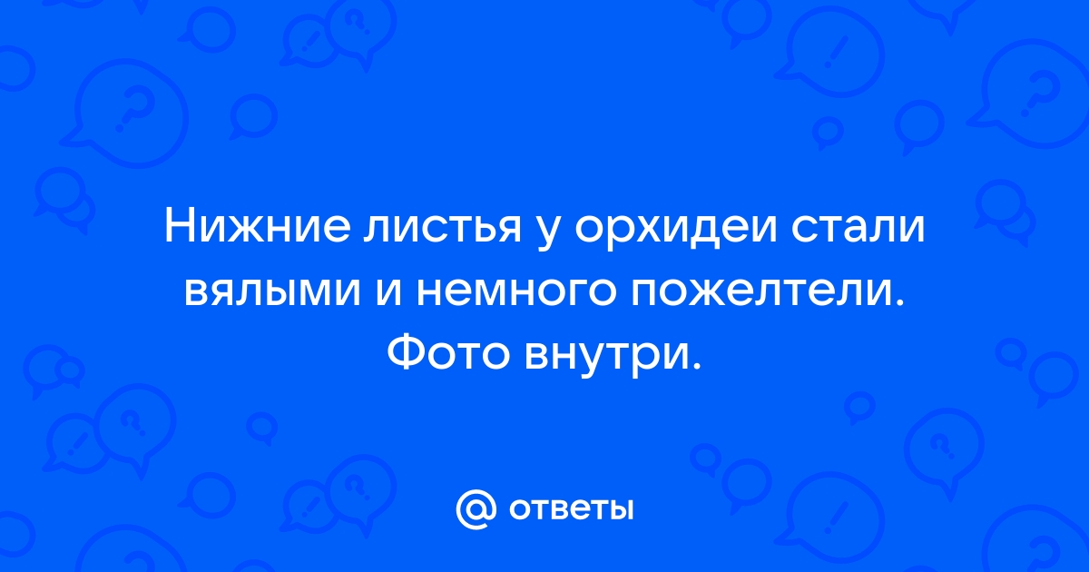 Болезни орхидеи, вялые листики. Как восстановить тургор?