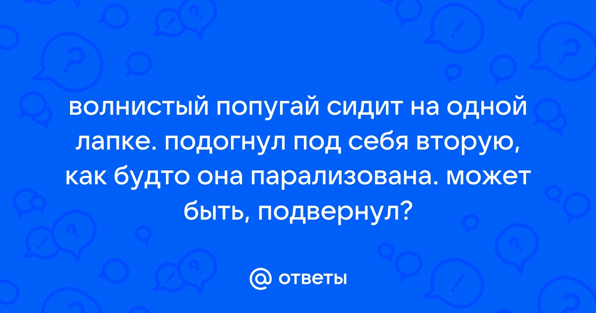 Попугай поджимает лапку: в чем дело?