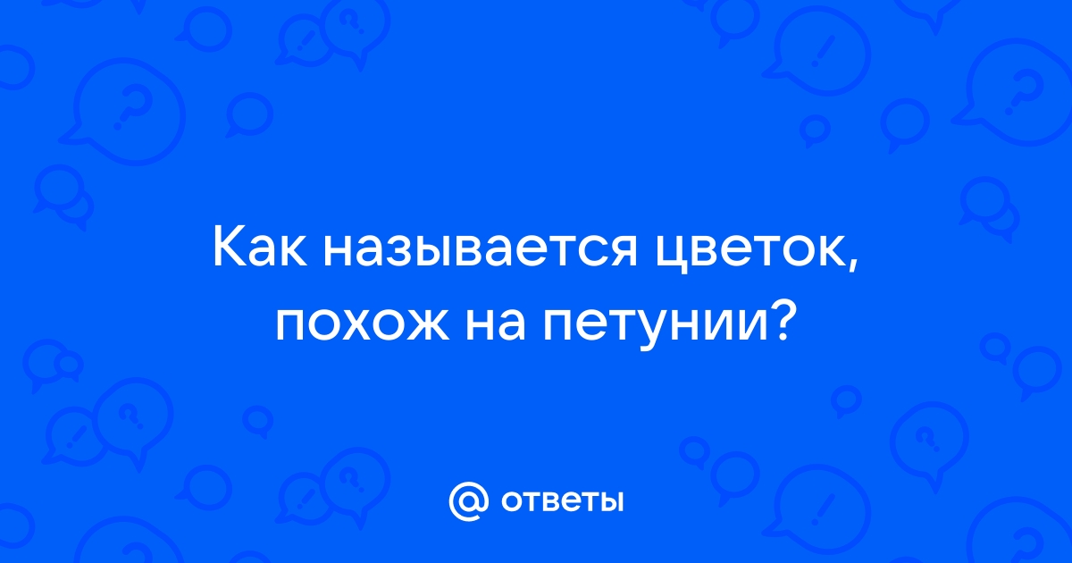 Цветы, похожие на петунию, но в десятки раз интереснее