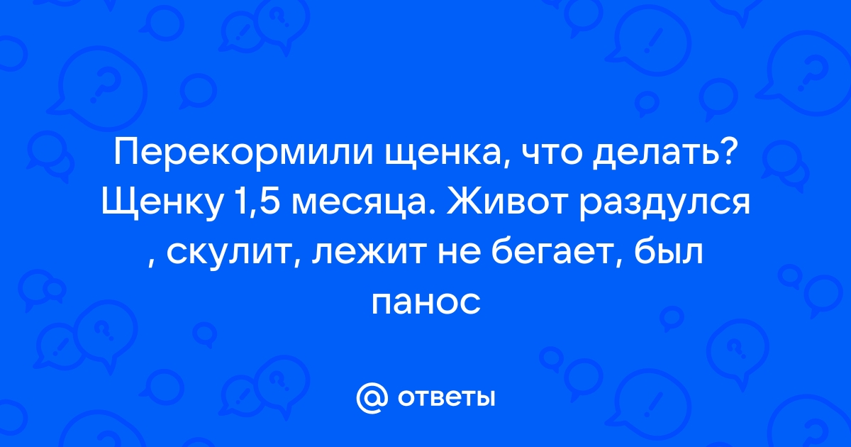 Как правильно кормить щенка: общие рекомендации