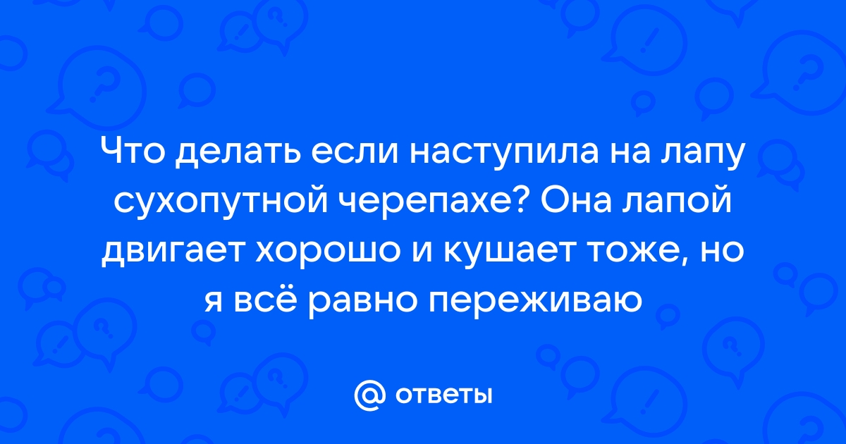 В Лимассоле к берегу прибило труп гигантской морской черепахи