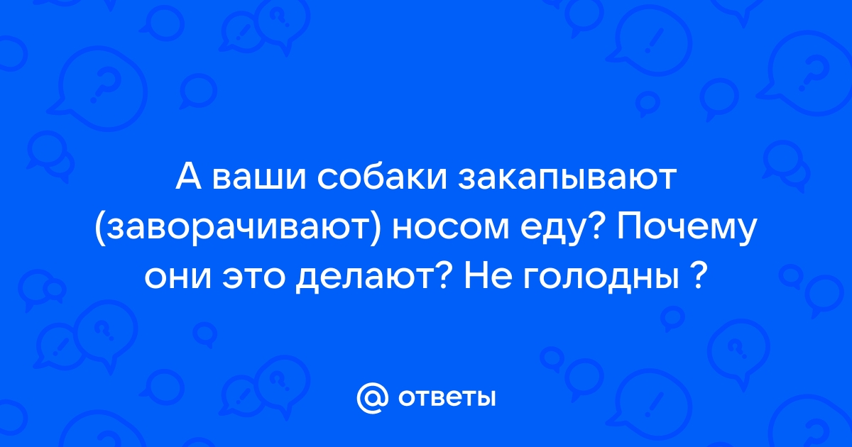 5 причин, почему собака роет пол, лежанку и мягкую мебель