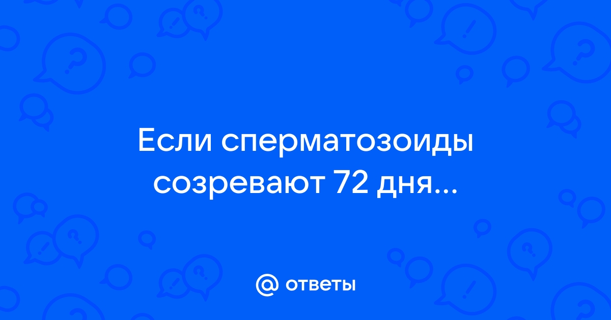 Сперматогенез: как и где образуется сперма?