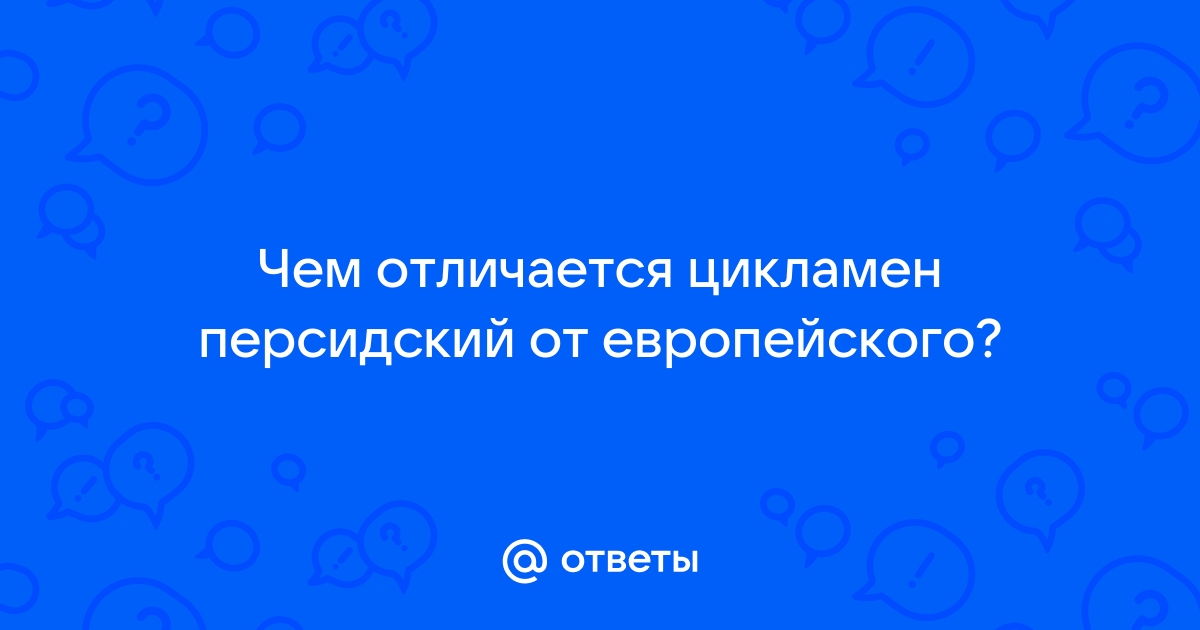 Цикламен персидский — как вырастить заграничного гостя на подоконнике