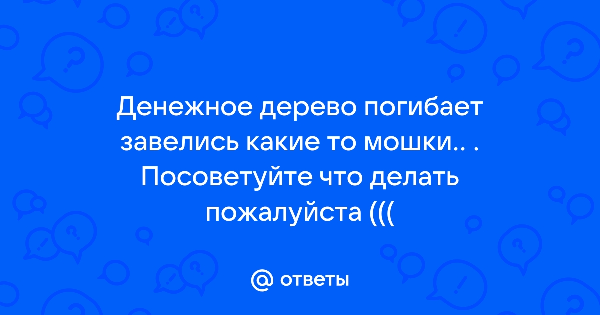 Это растение смертельно опасно: почему нельзя держать в спальне денежное дерево