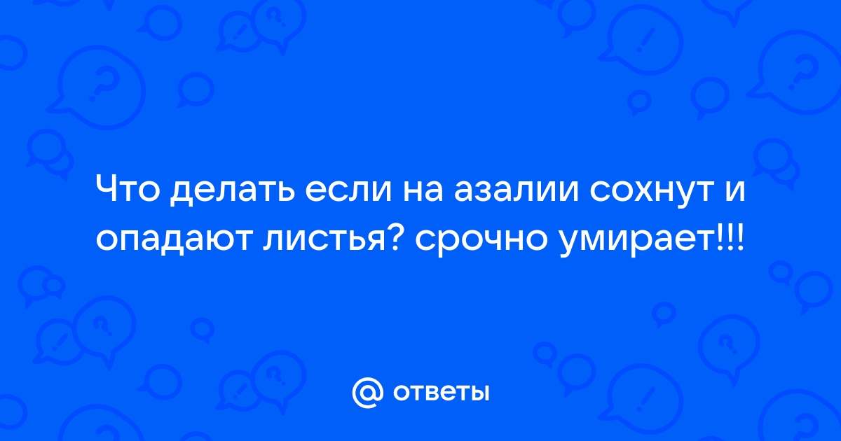 Спасаем азалию — почему растение сбрасывает листья и что делать для решения проблемы?