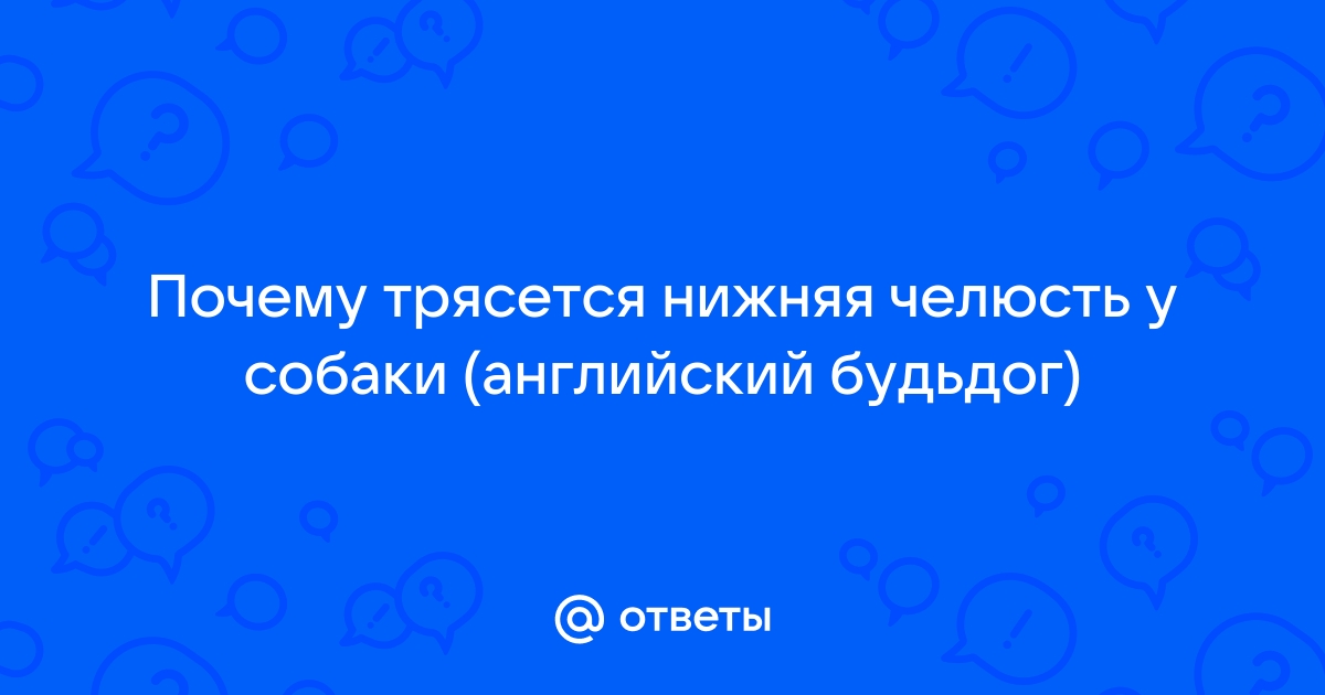 Собака дрожит: в чем причины и что делать