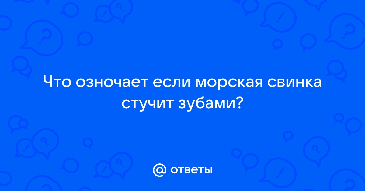 Почему морская свинка стучит зубами?