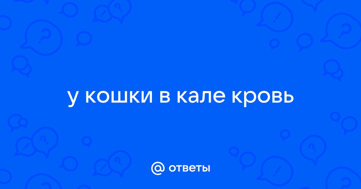 Понос с кровью у кошек – причины и что делать?